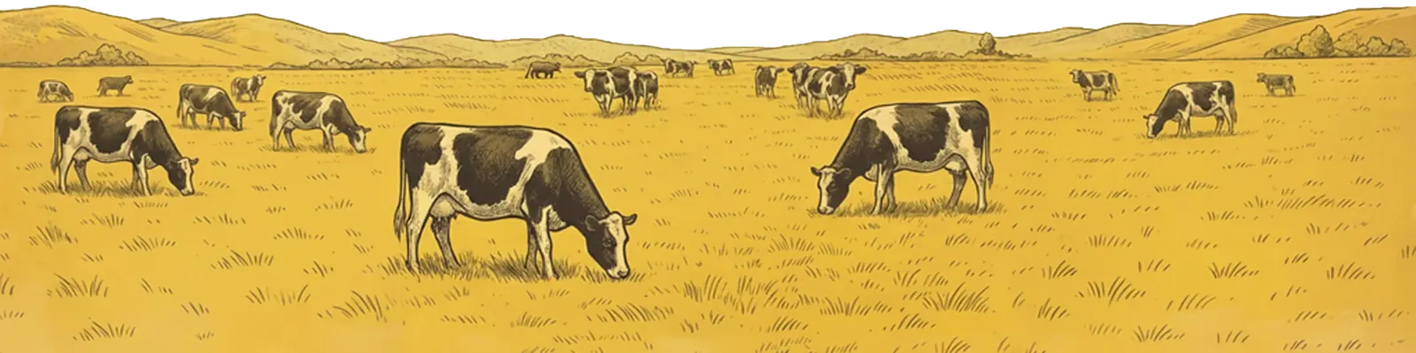 Cattle grazing